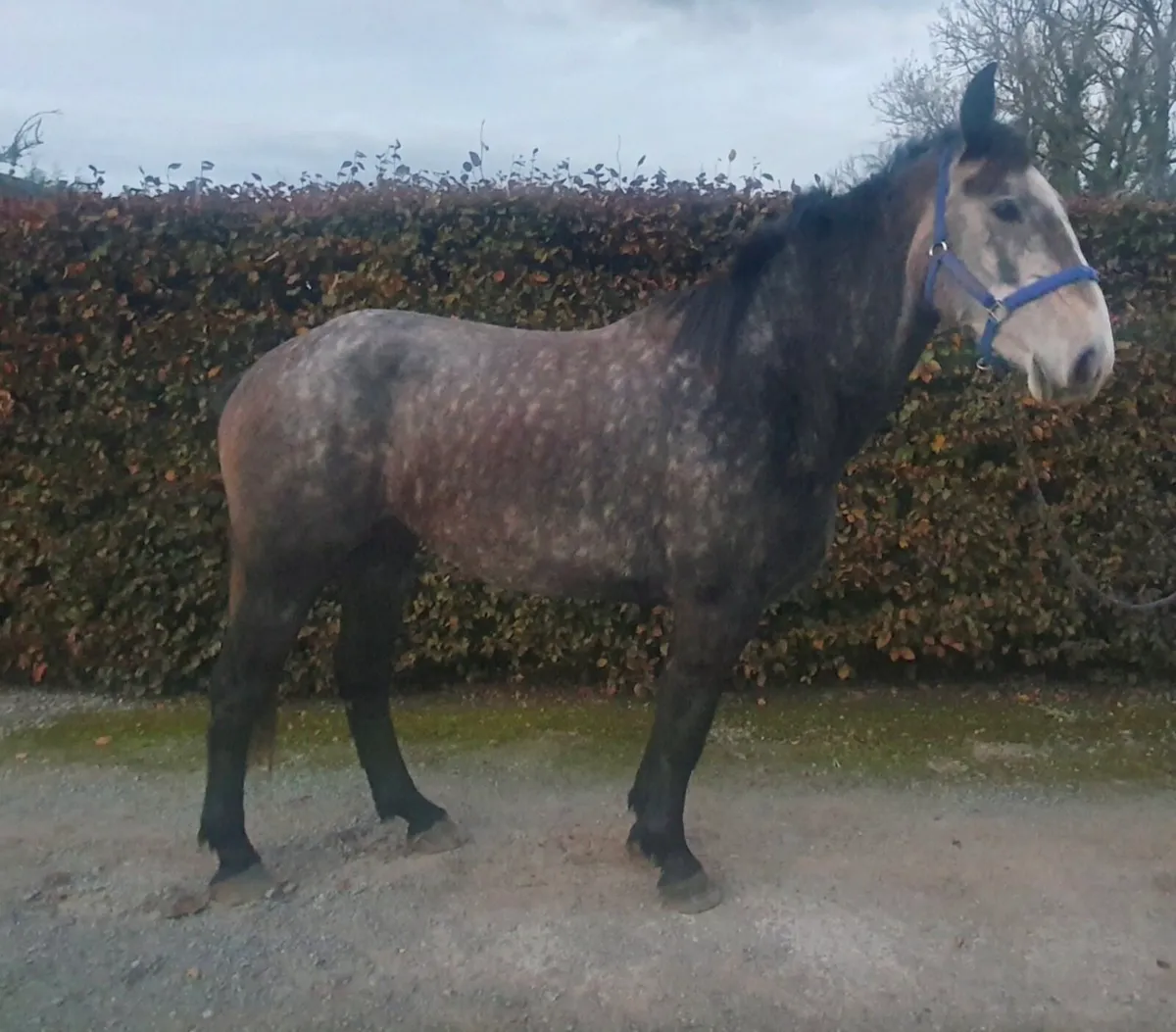 4 Year Old Full Irish Draft Gelding - Image 2
