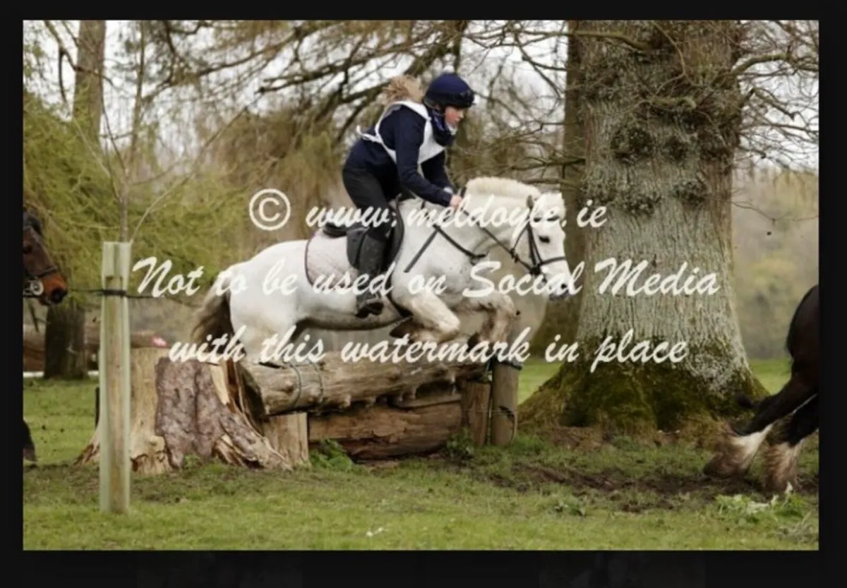 Ponies - Image 3