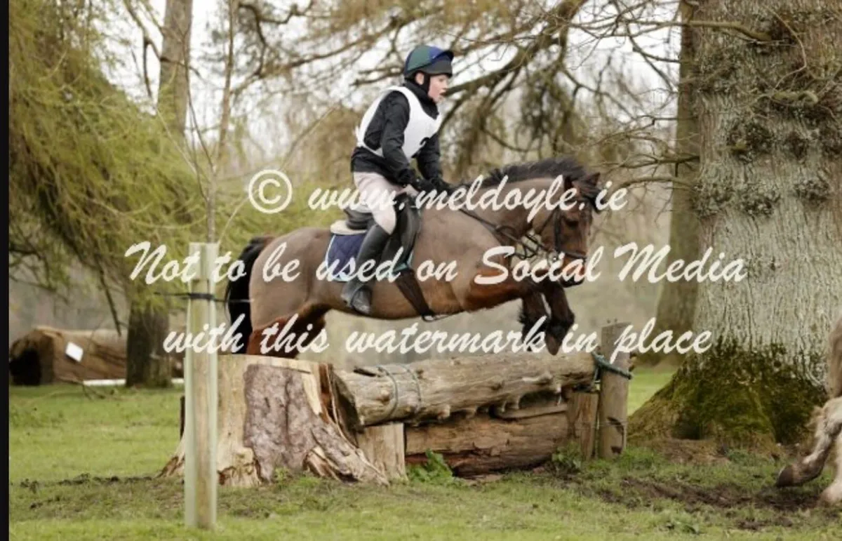 Ponies - Image 4