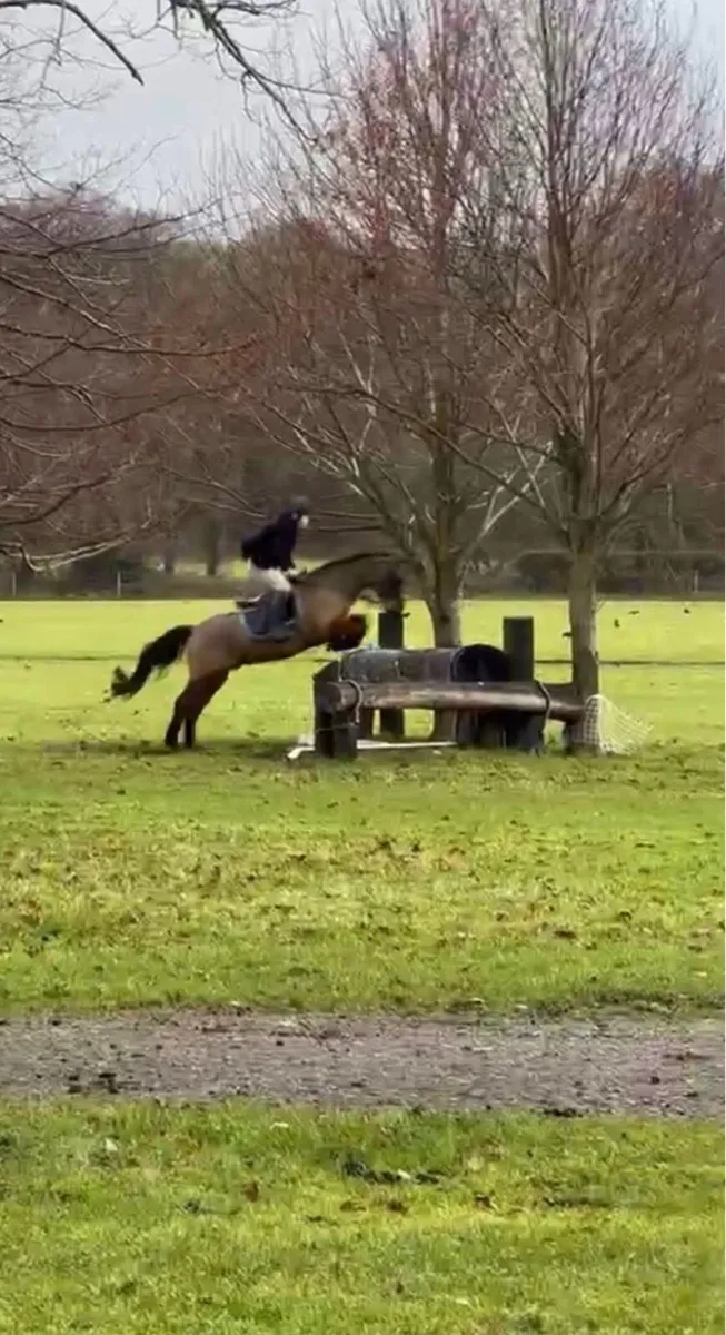 Pony ⭐️ - Image 3