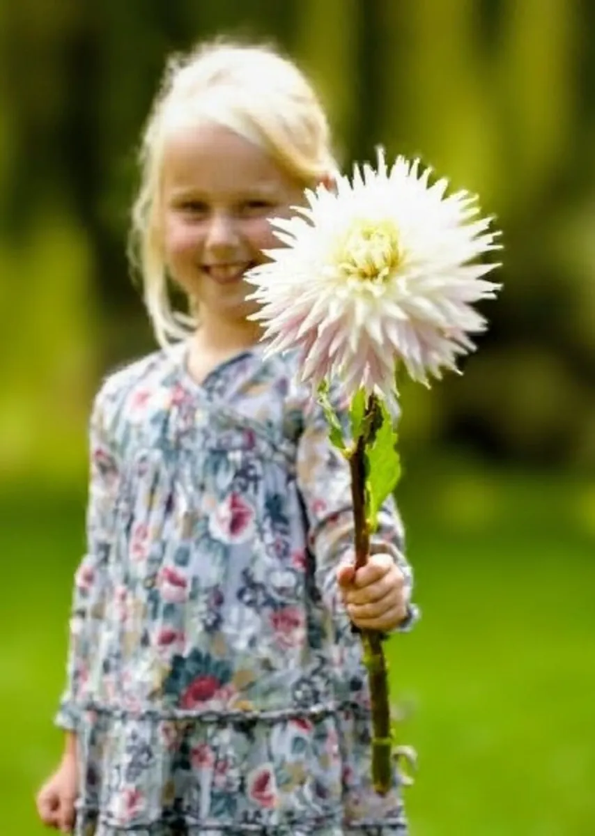 XL 'Dinnerplate' Dahlia Kiev