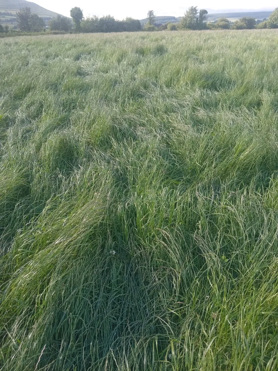 10 acres top quality silage