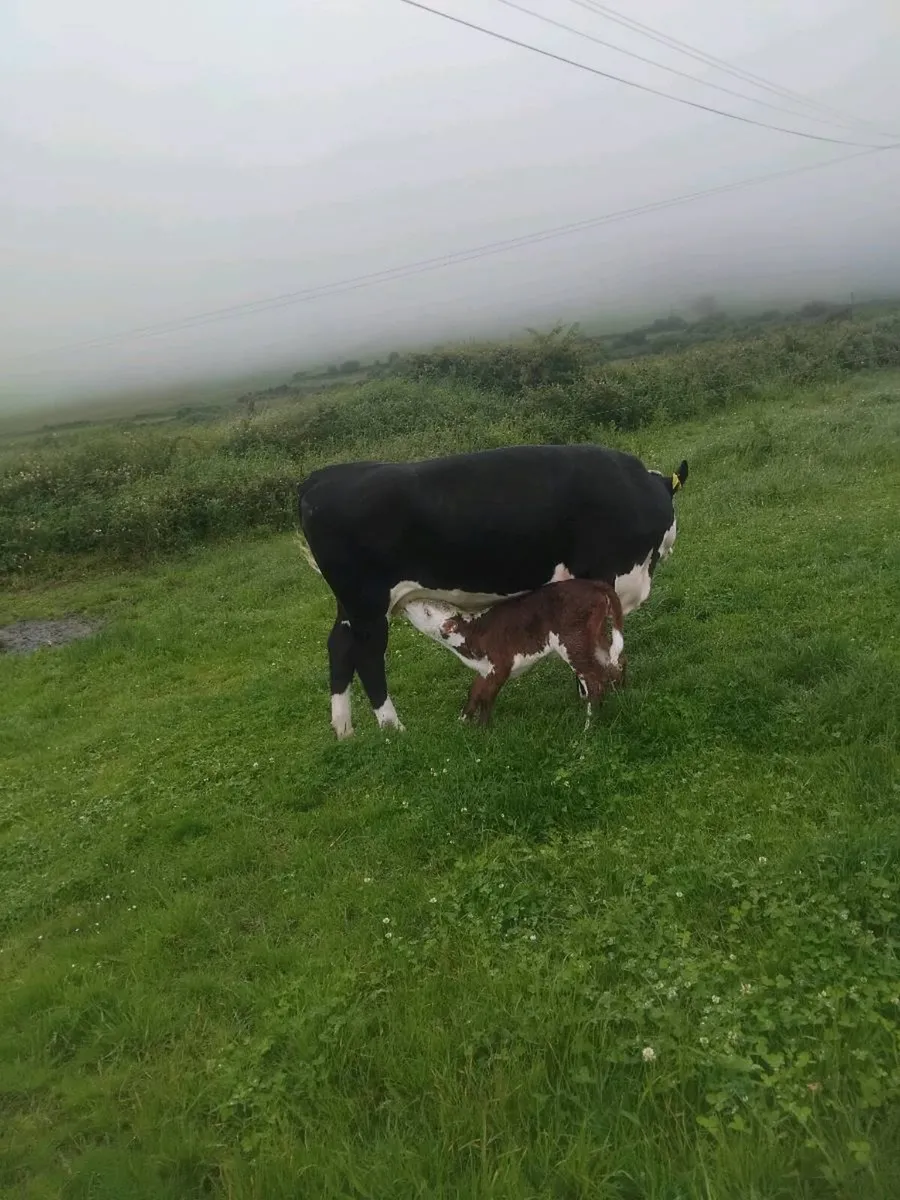 Calved and in calf heifers - Image 1