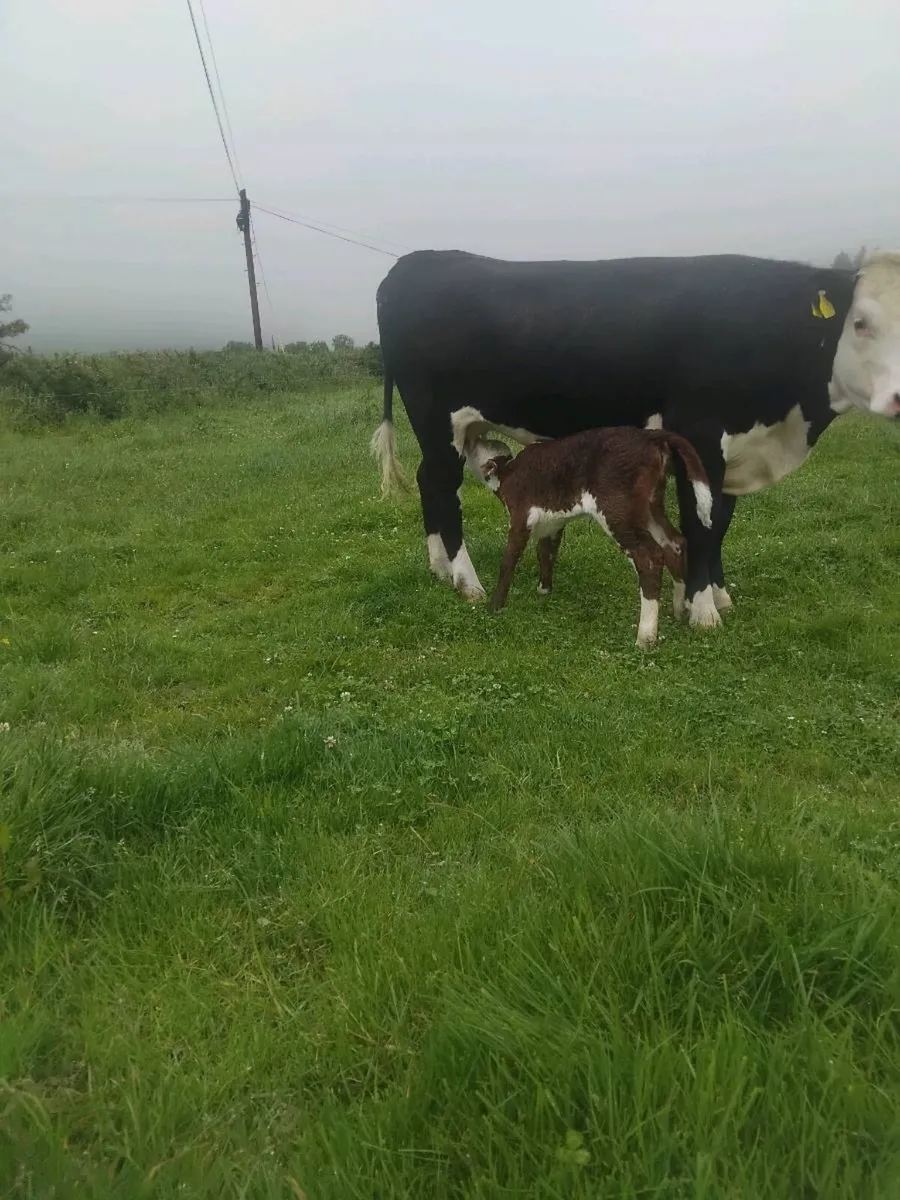 Calved and in calf heifers - Image 2