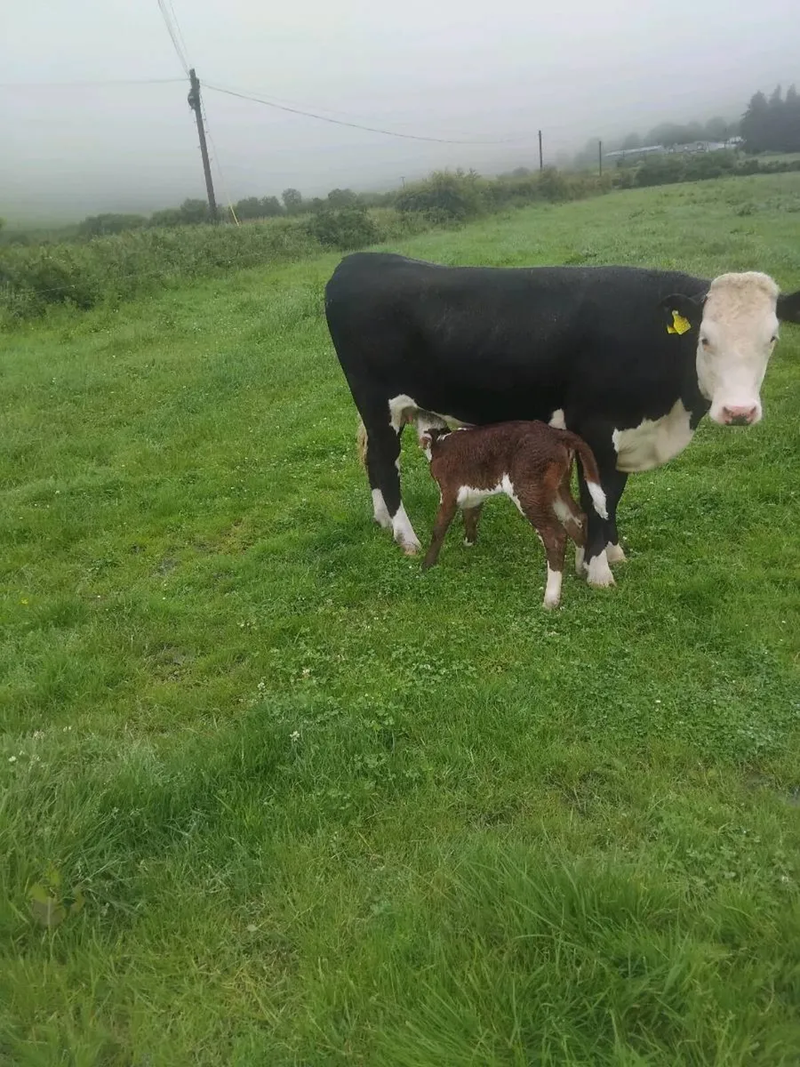 Calved and in calf heifers - Image 3