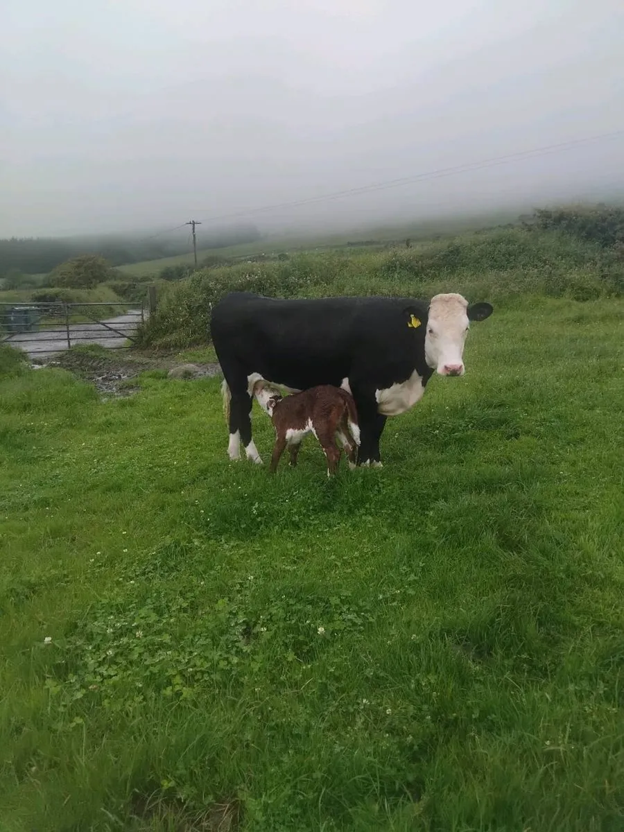 Calved and in calf heifers - Image 4