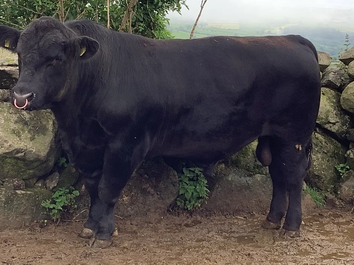 Pedigree Registered Aberdeen Angus Bull - Image 3