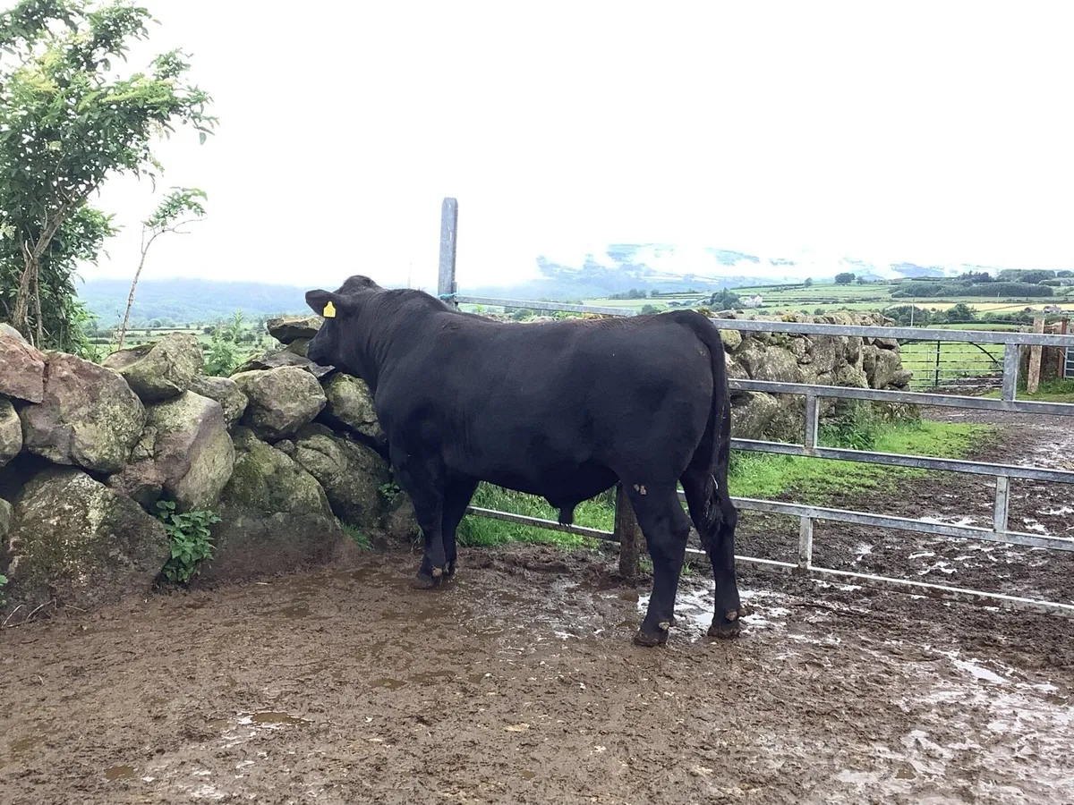 Pedigree Registered Aberdeen Angus Bull - Image 2