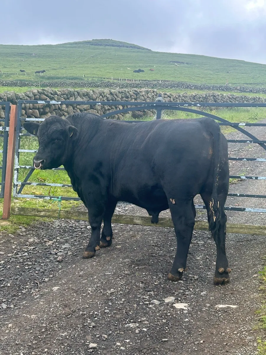 Pedigree Registered Aberdeen Angus Bull - Image 4