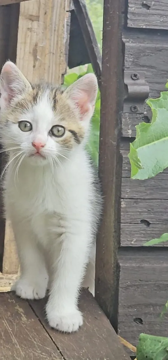 Kittens - Image 1