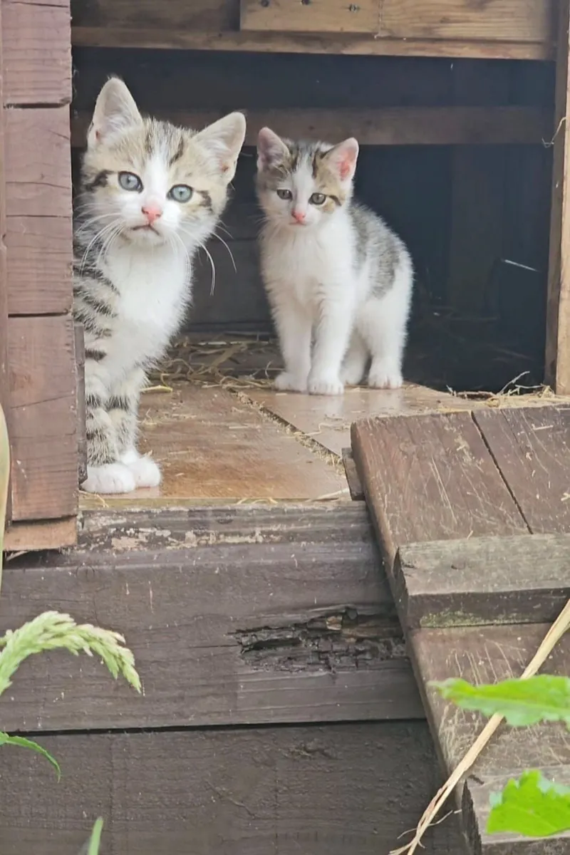 Kittens - Image 2