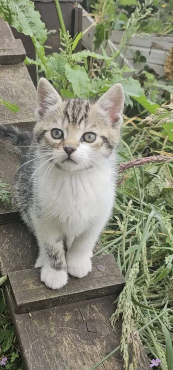Kittens - Image 3