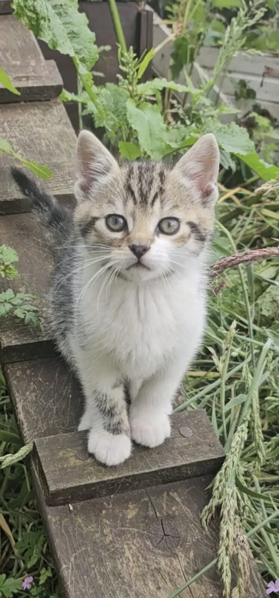 Kittens - Image 4