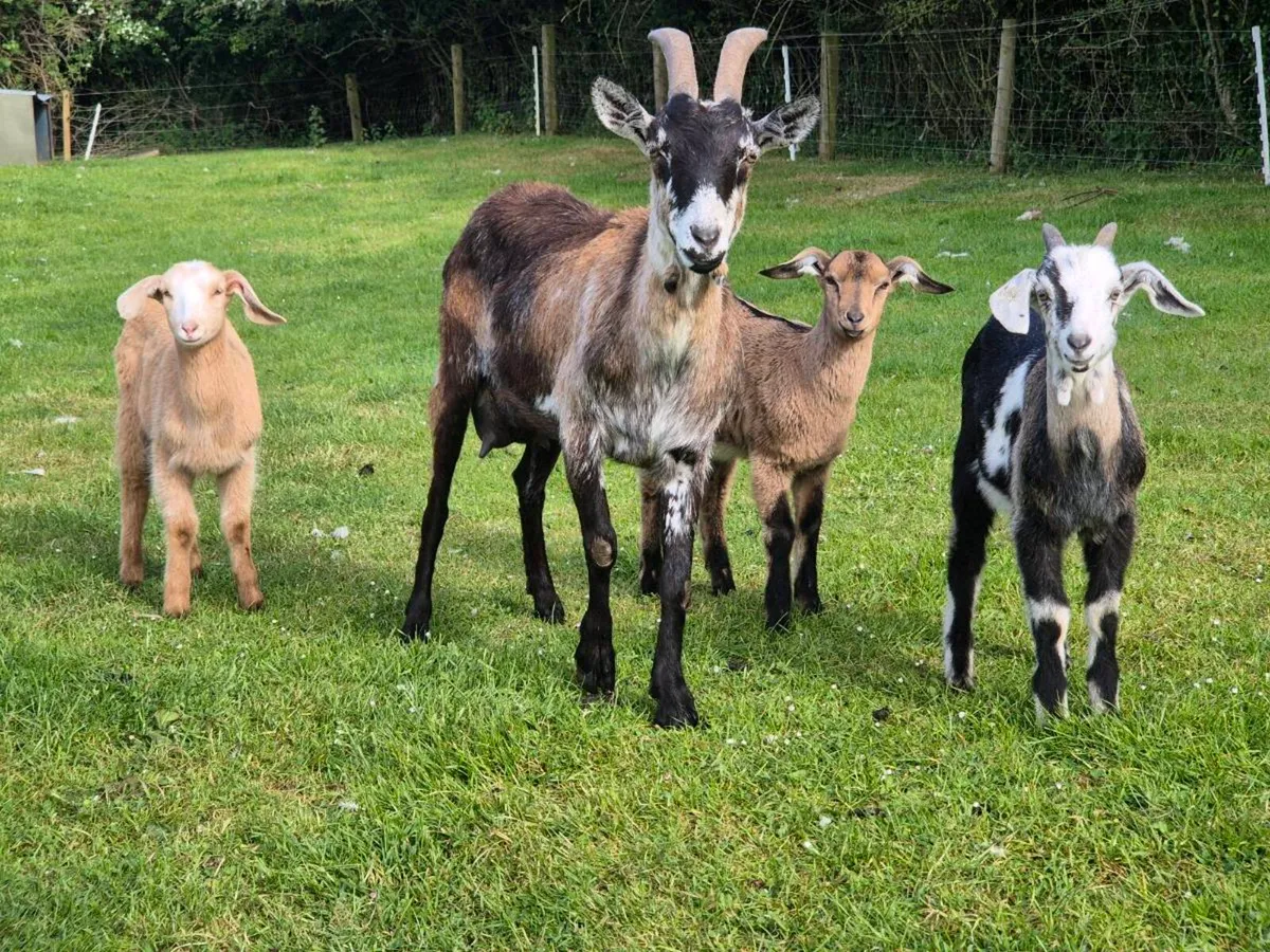 Milking goats & kids - Image 1