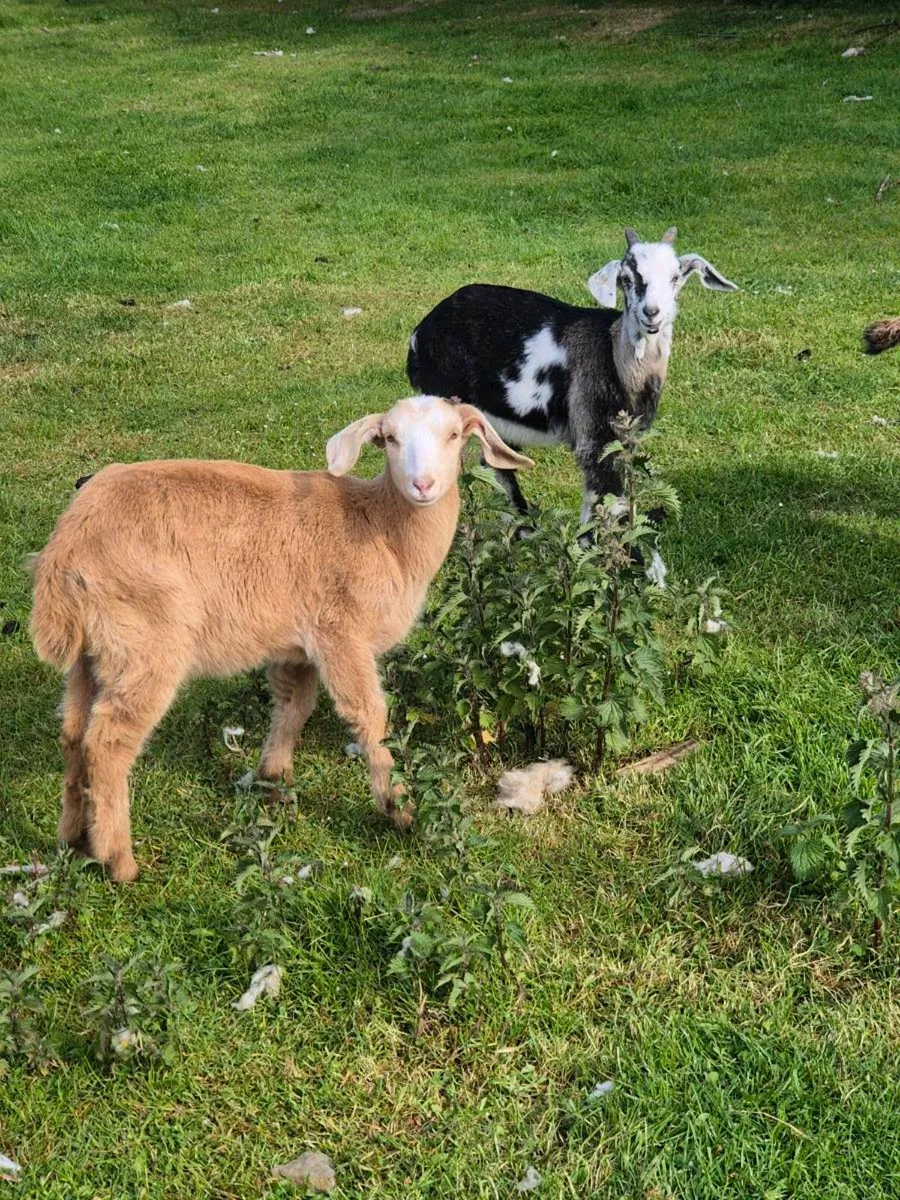 Milking goats & kids - Image 2