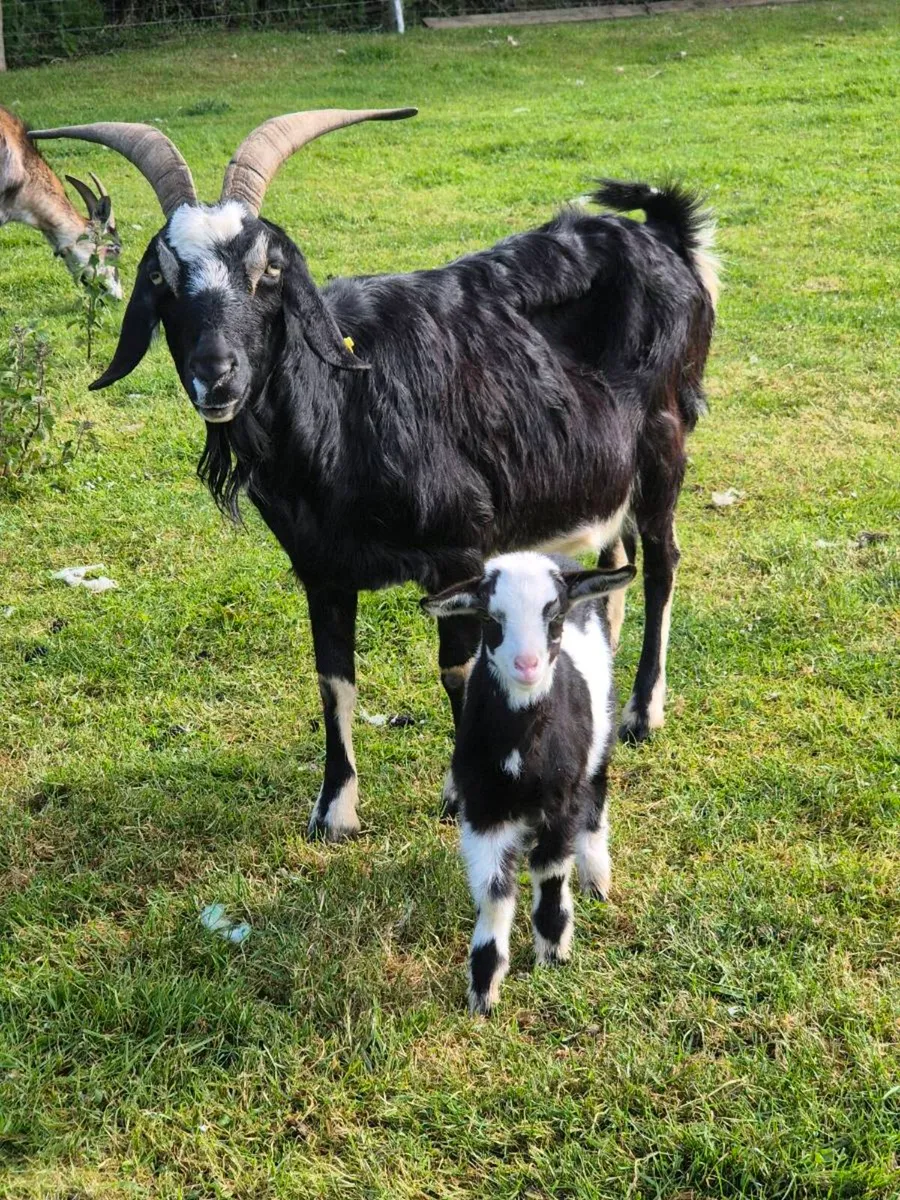 Milking goats & kids - Image 3