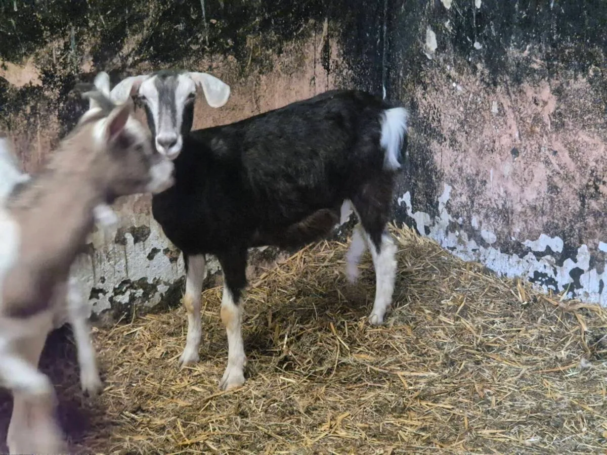 Milking goats & kids - Image 4