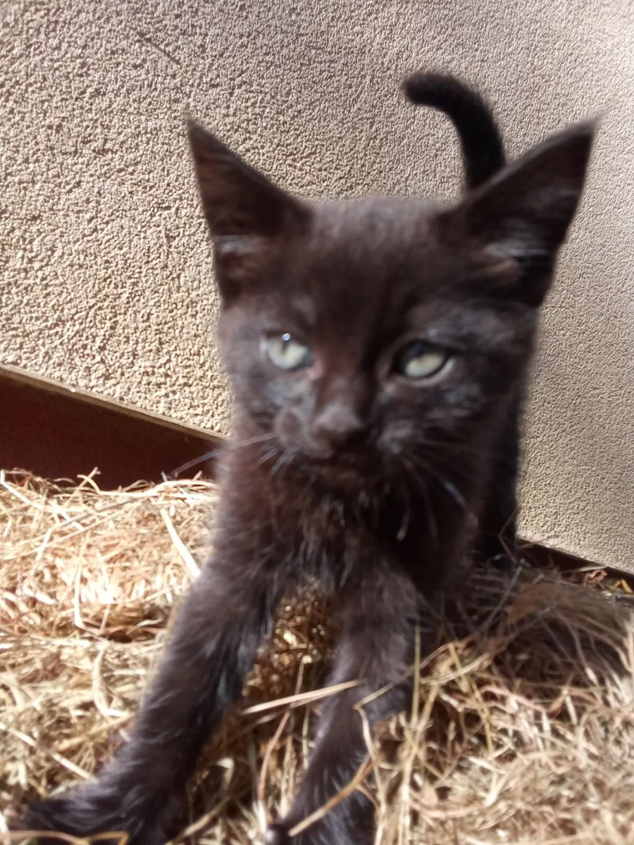 Farm Kitten - female