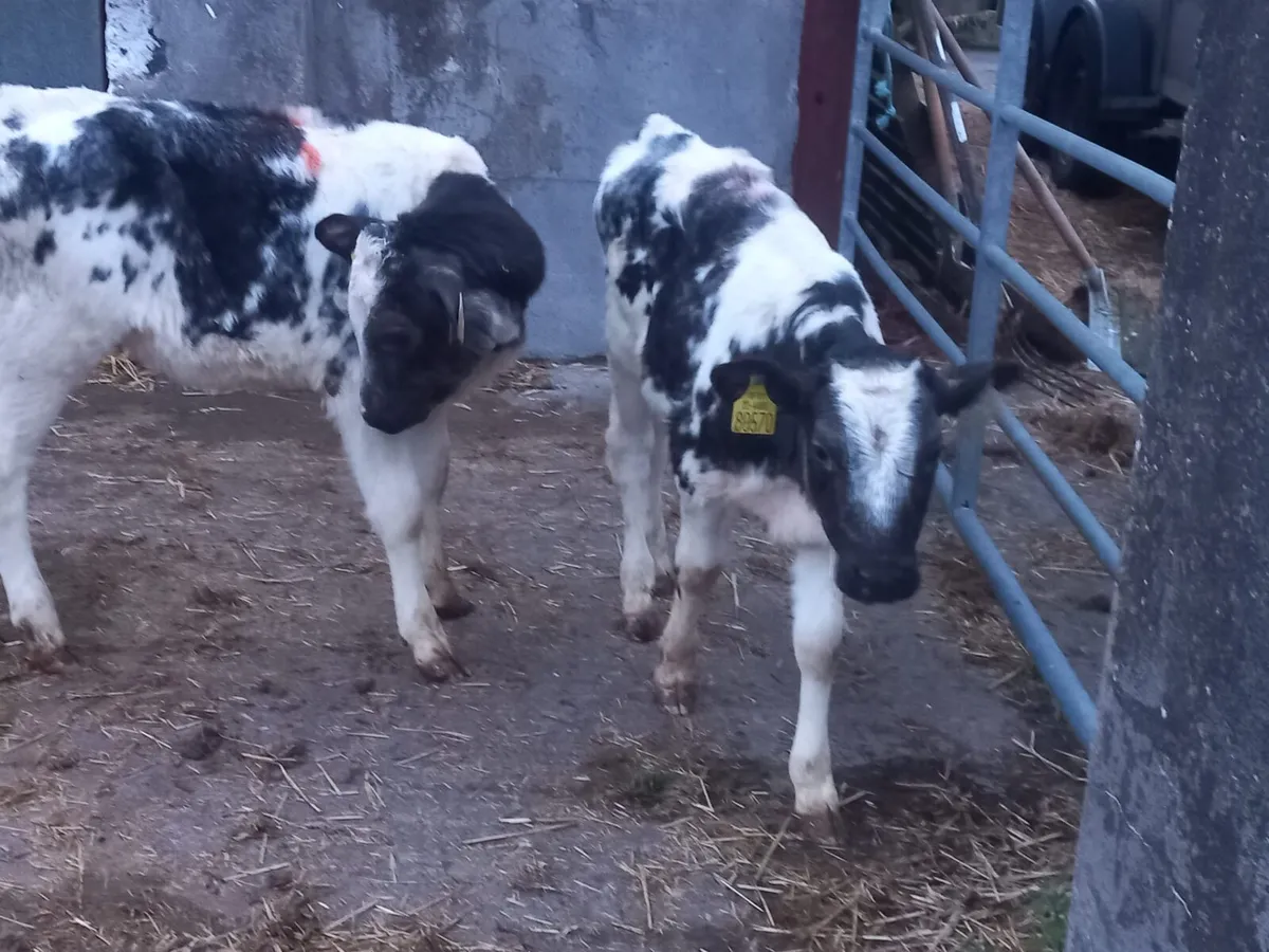 Quality  heifer  calfs for sale - Image 1