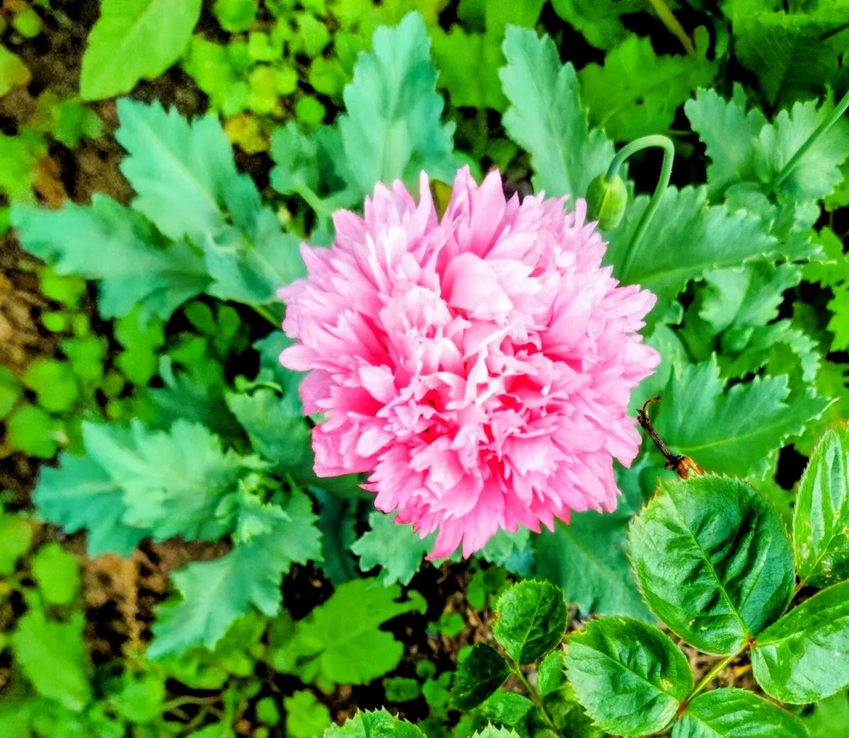 Pink Double Flowering Poppy