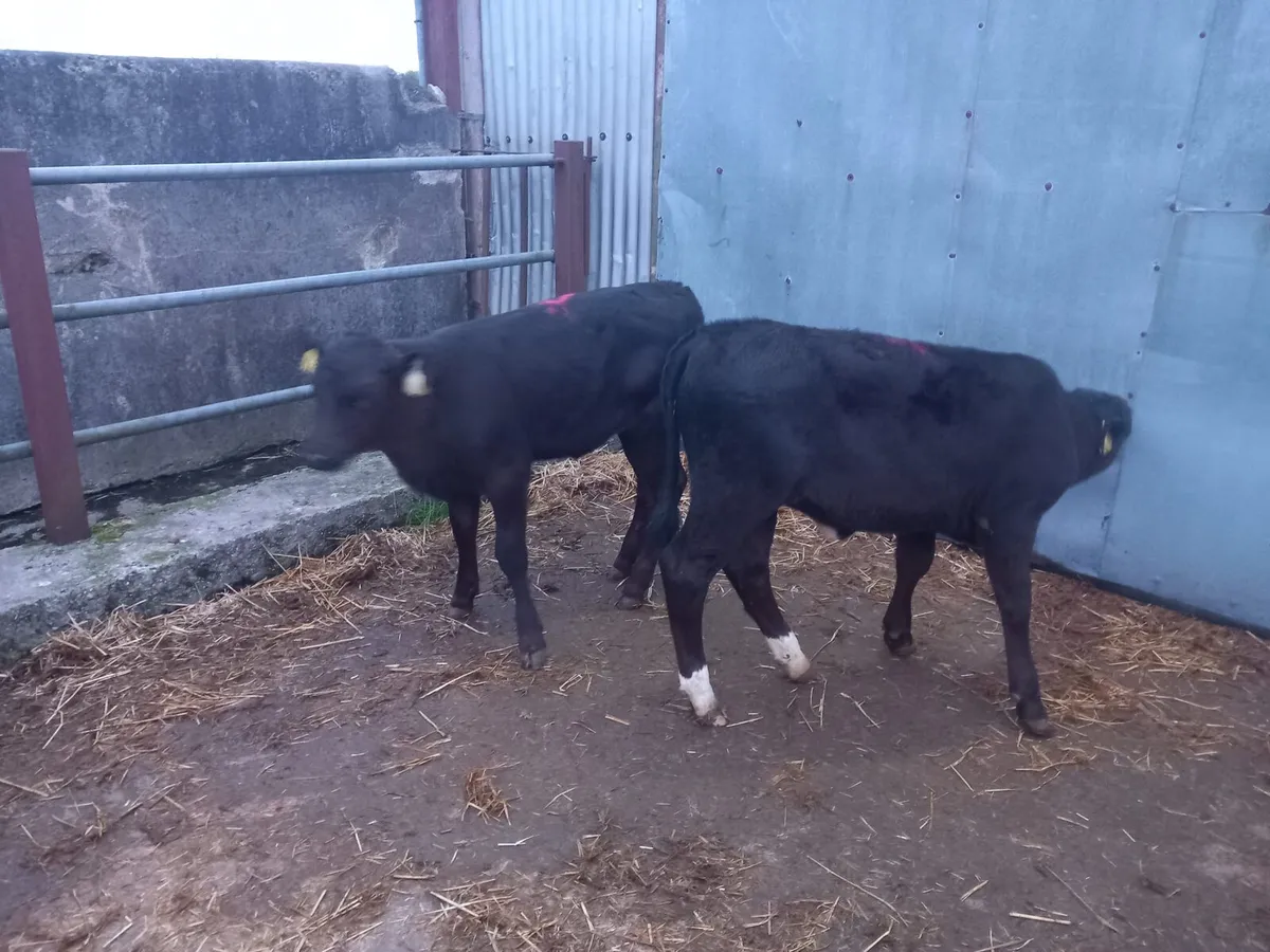 Quality  heifer  calfs for sale - Image 4