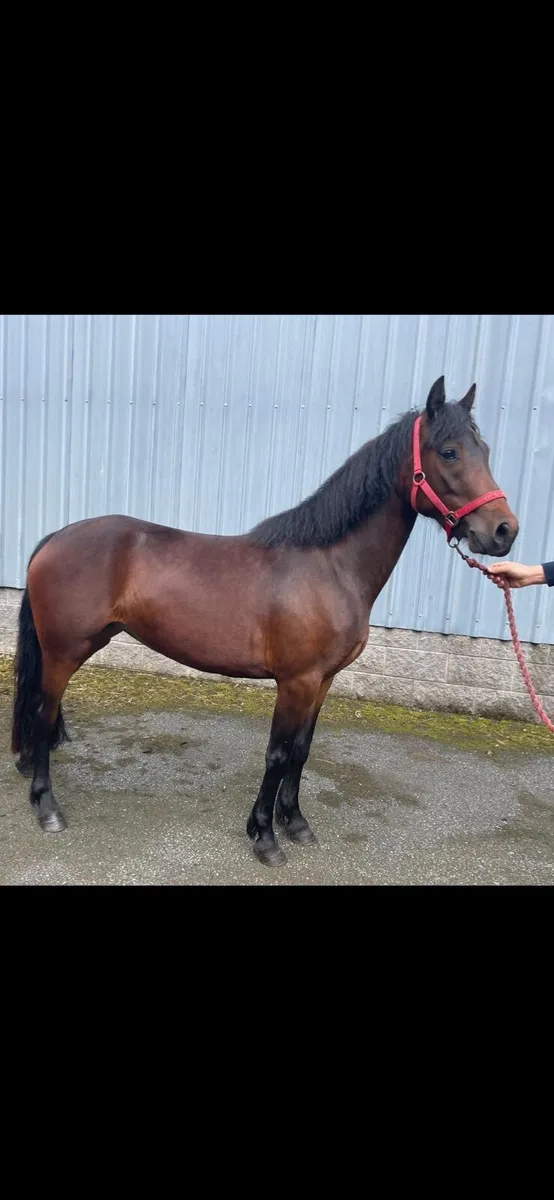 Connemara Pony - Image 2