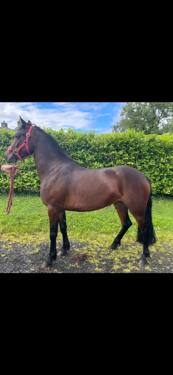 Connemara Pony - Image 1