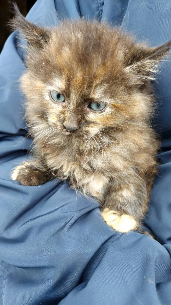 Kittens - Image 1