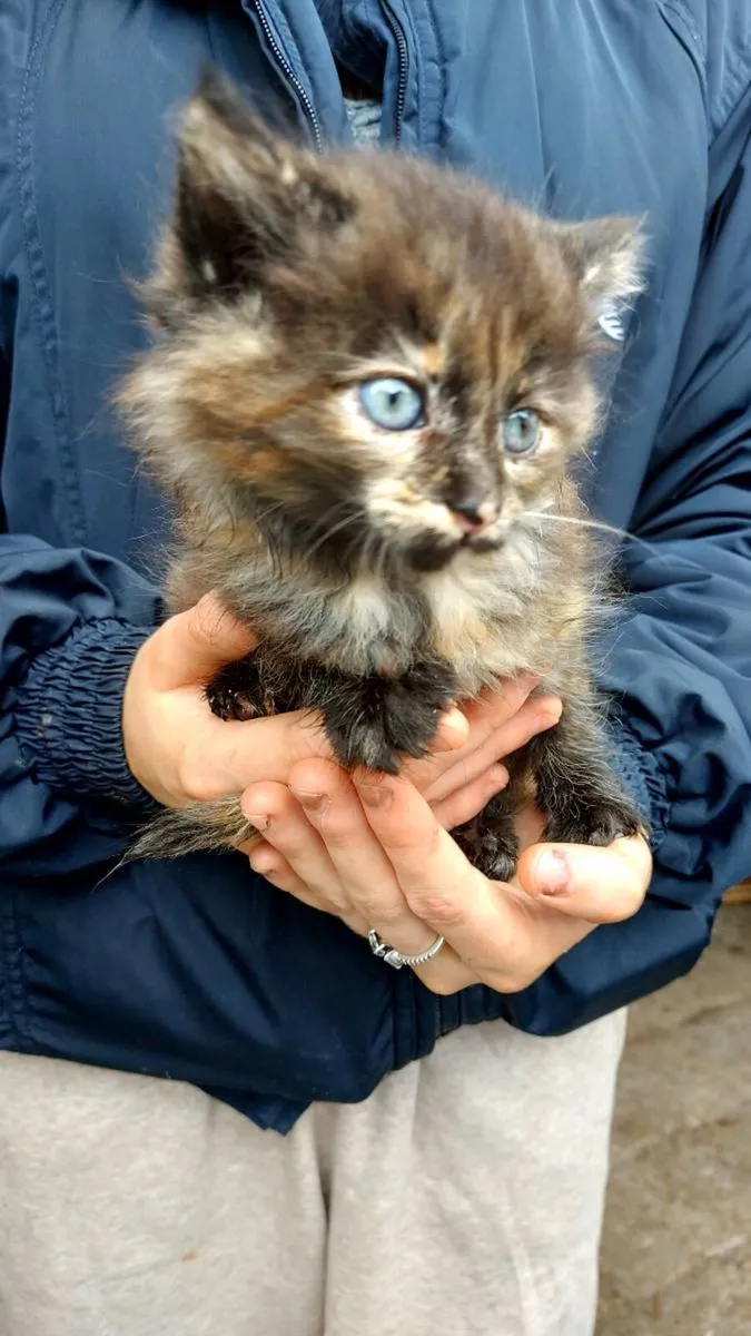 Kittens - Image 3