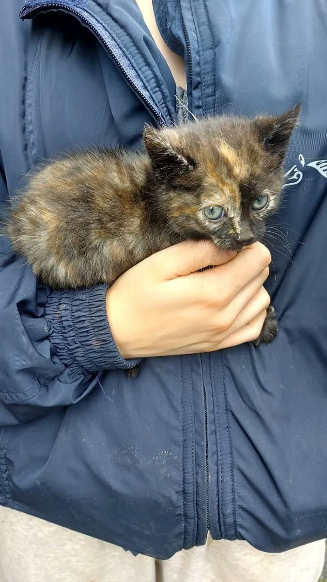 Kittens - Image 4