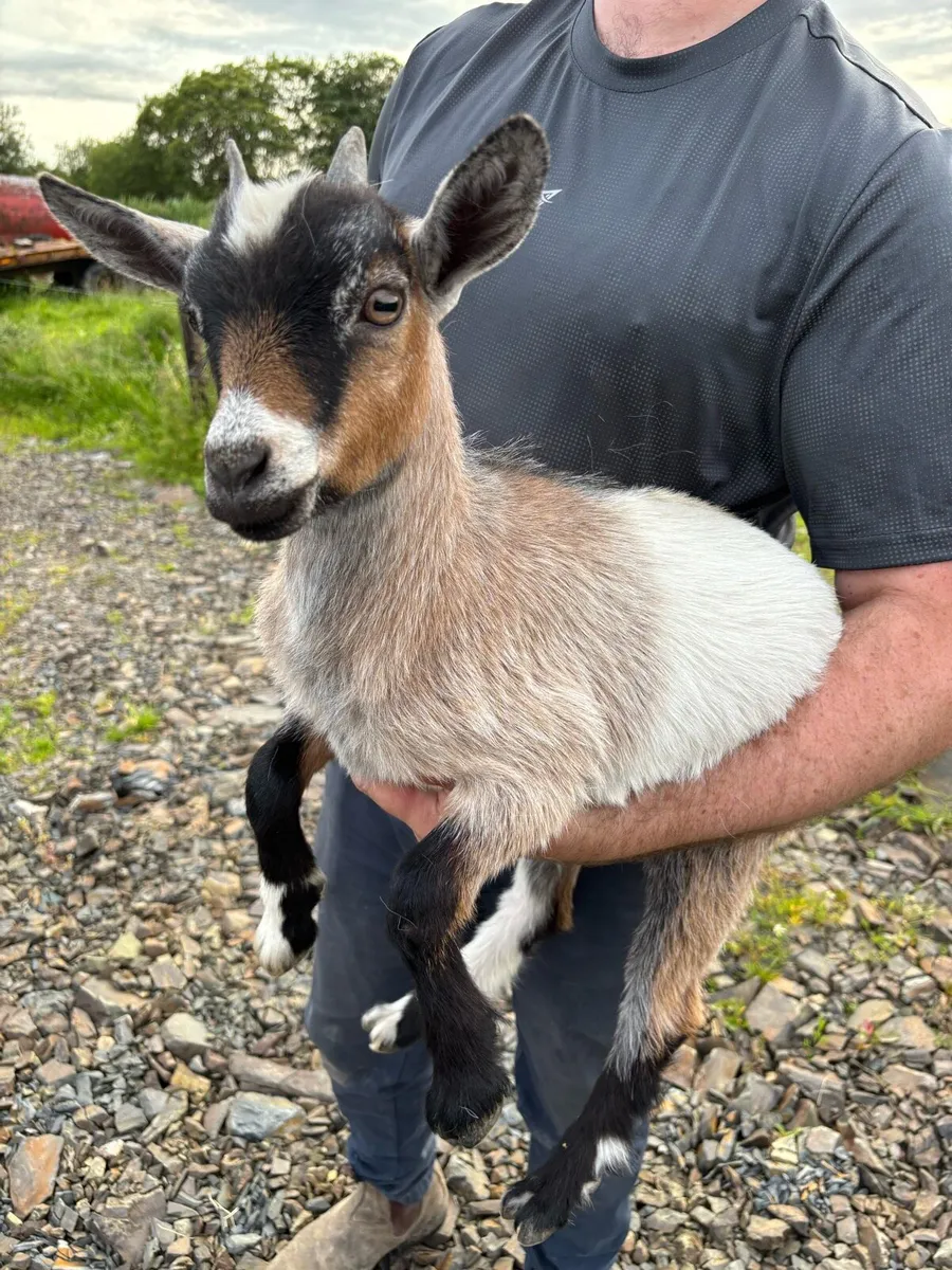 Female Pygmy Goat Kid - Image 2