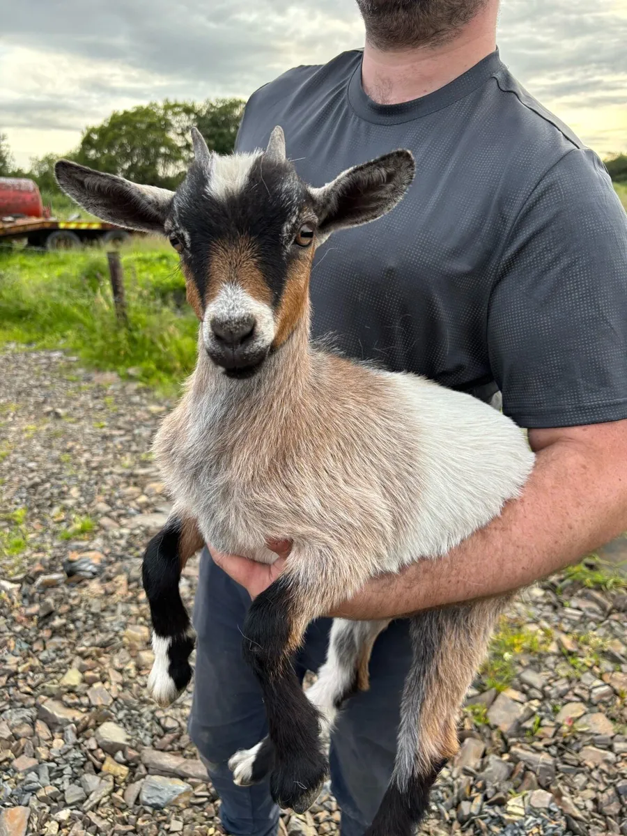 Female Pygmy Goat Kid - Image 3
