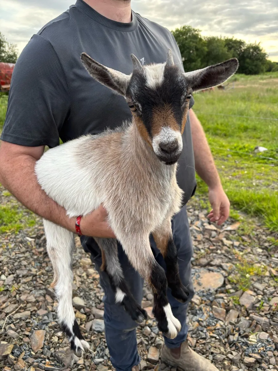 Female Pygmy Goat Kid - Image 4