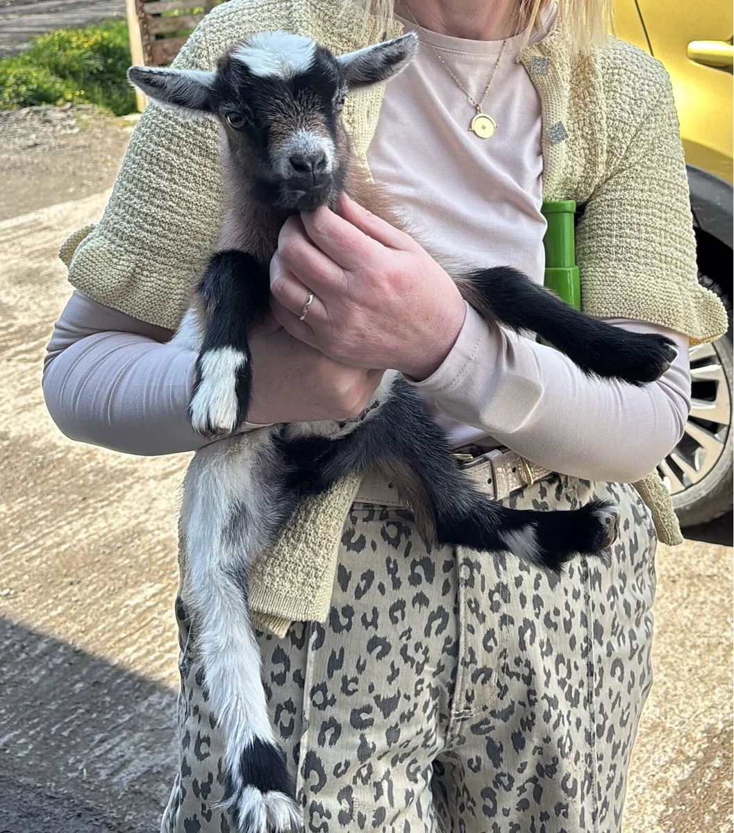 Female Pygmy Goat Kid - Image 1