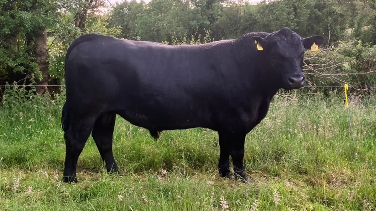 Pedigree Aberdeen Angus Bulls - Image 1