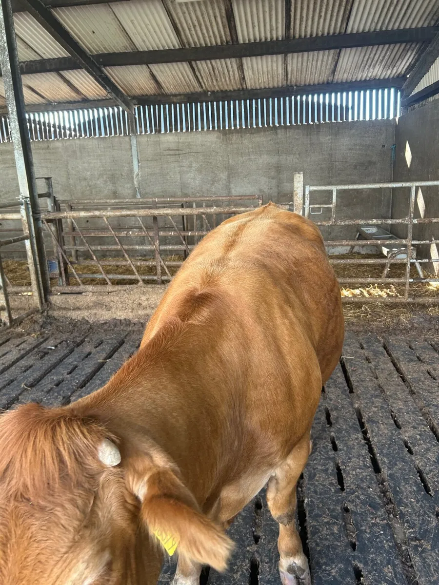 Pedigree limousin cow , 8 months incalf - Image 2