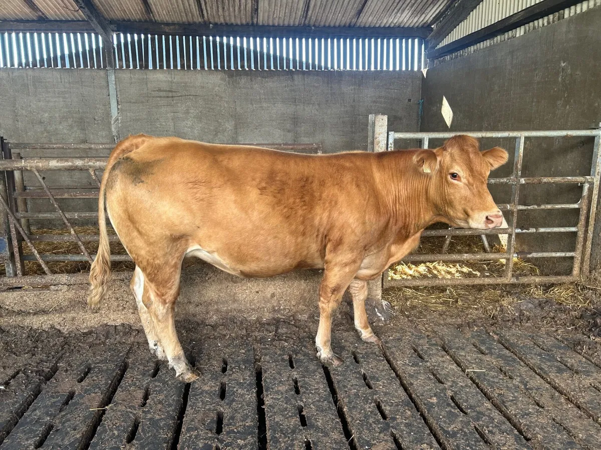 Pedigree limousin cow , 8 months incalf - Image 1