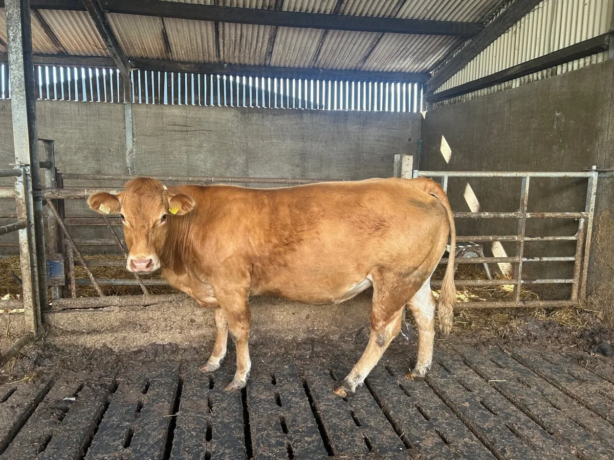 Pedigree limousin cow , 8 months incalf - Image 3