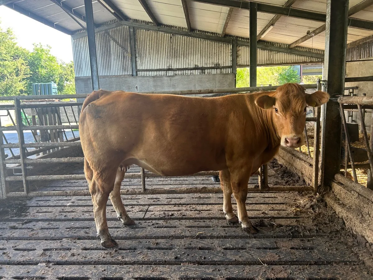 Pedigree limousin cow , 8 months incalf - Image 4