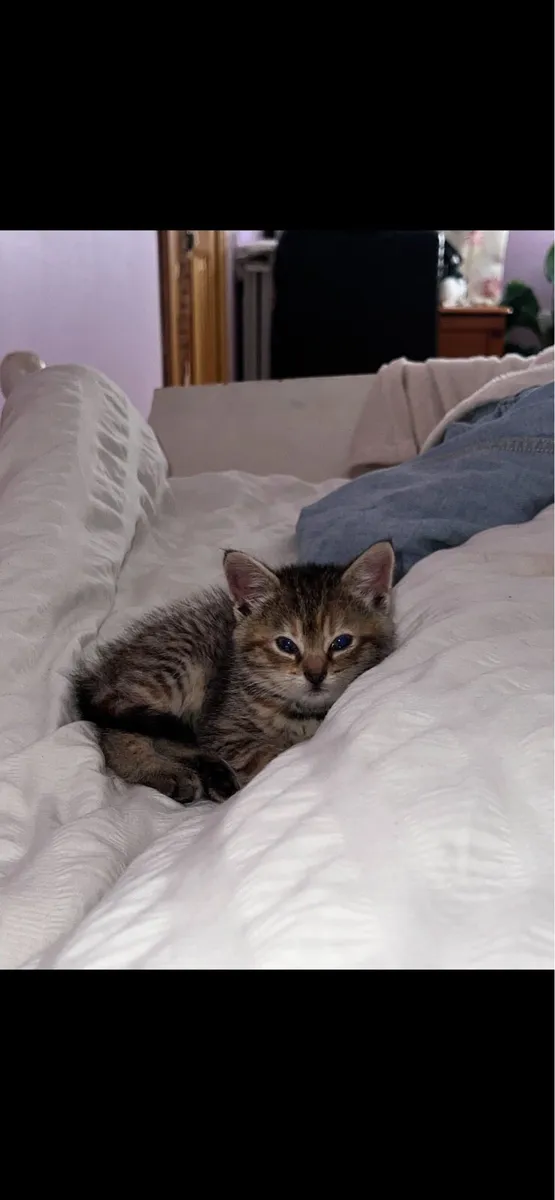 Kitten - Image 1