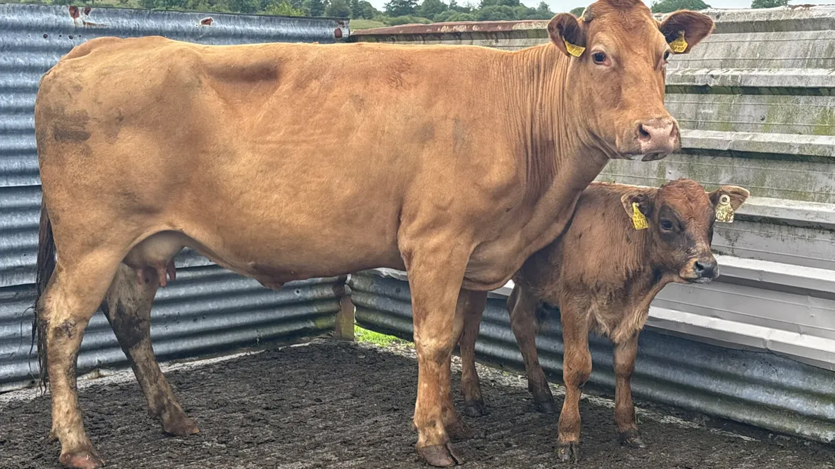 Limousin Cow And Calf - Image 1