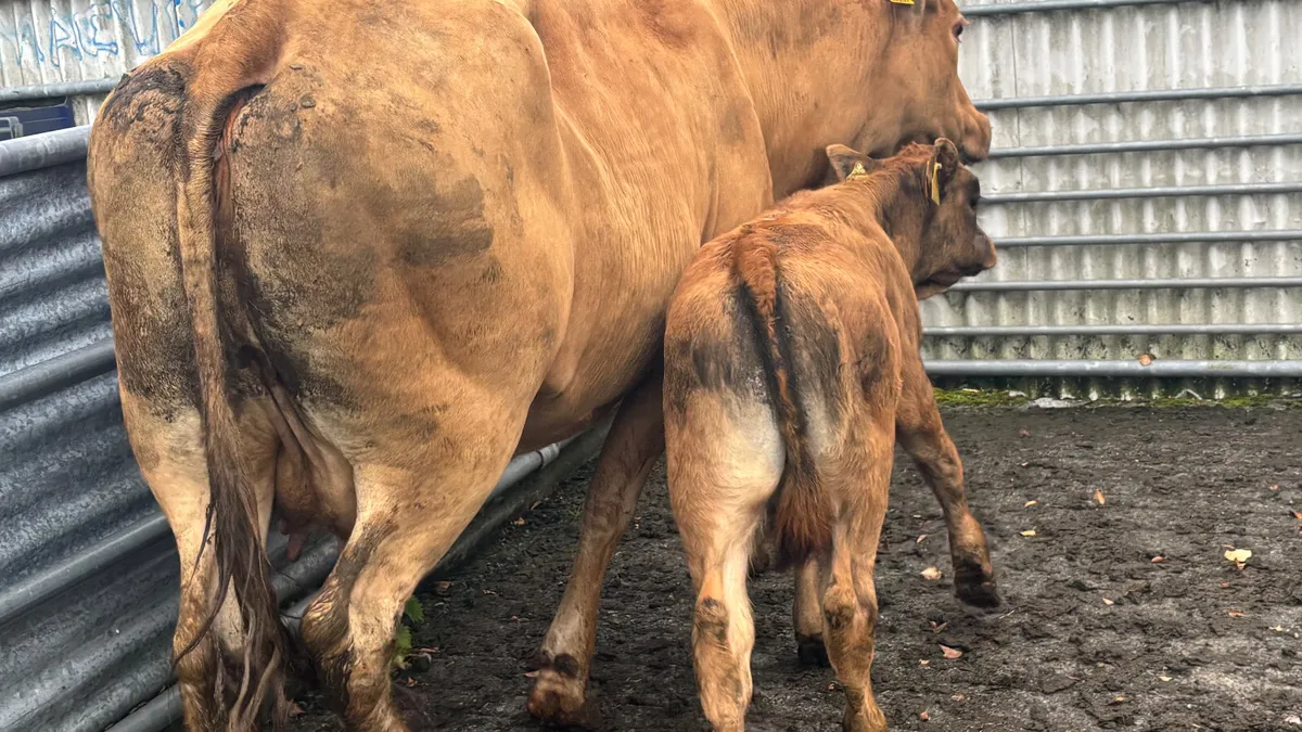 Limousin Cow And Calf - Image 2