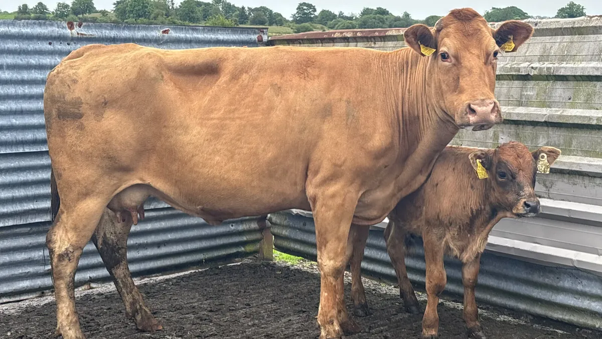 Limousin Cow And Calf - Image 3