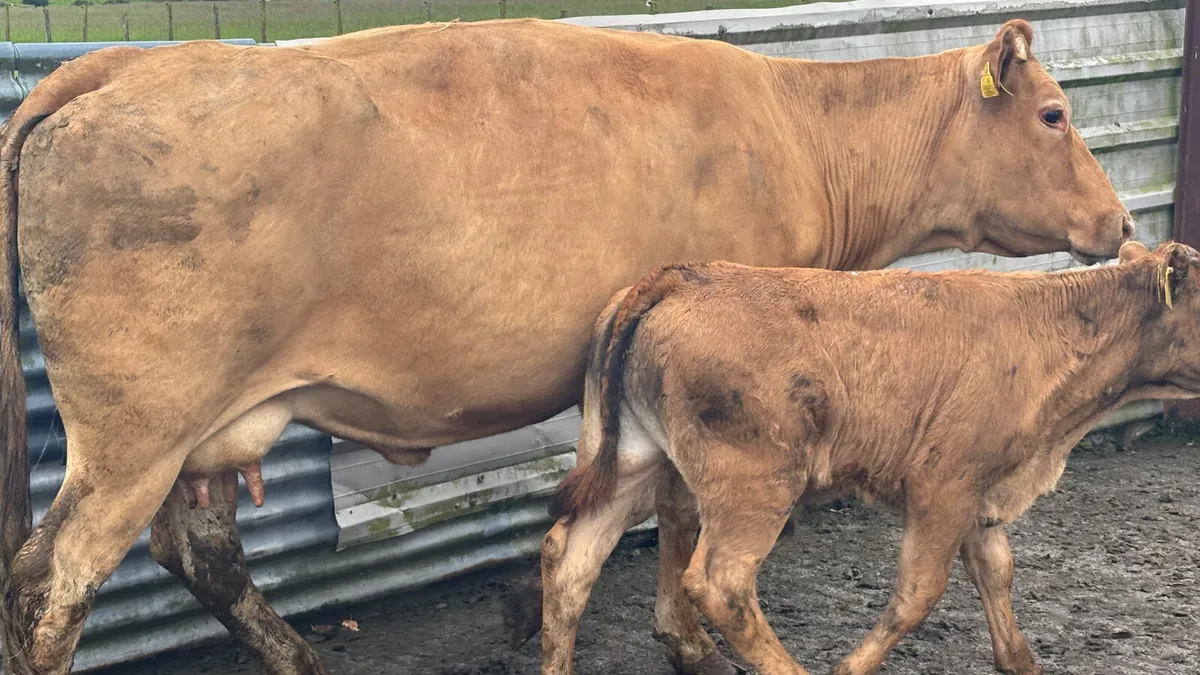 Limousin Cow And Calf - Image 4