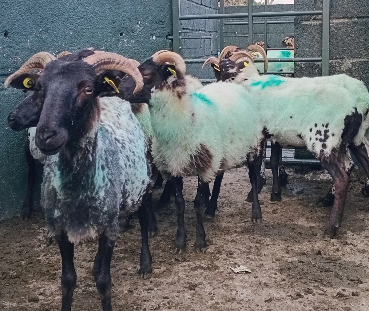 Ewe Hoggs - Image 4