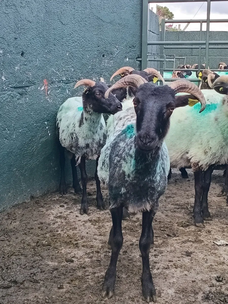 Ewe Hoggs - Image 3