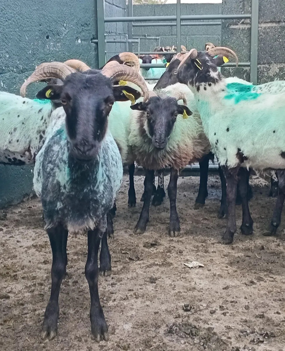 12 Ewe Hoggs still for sale - Image 2