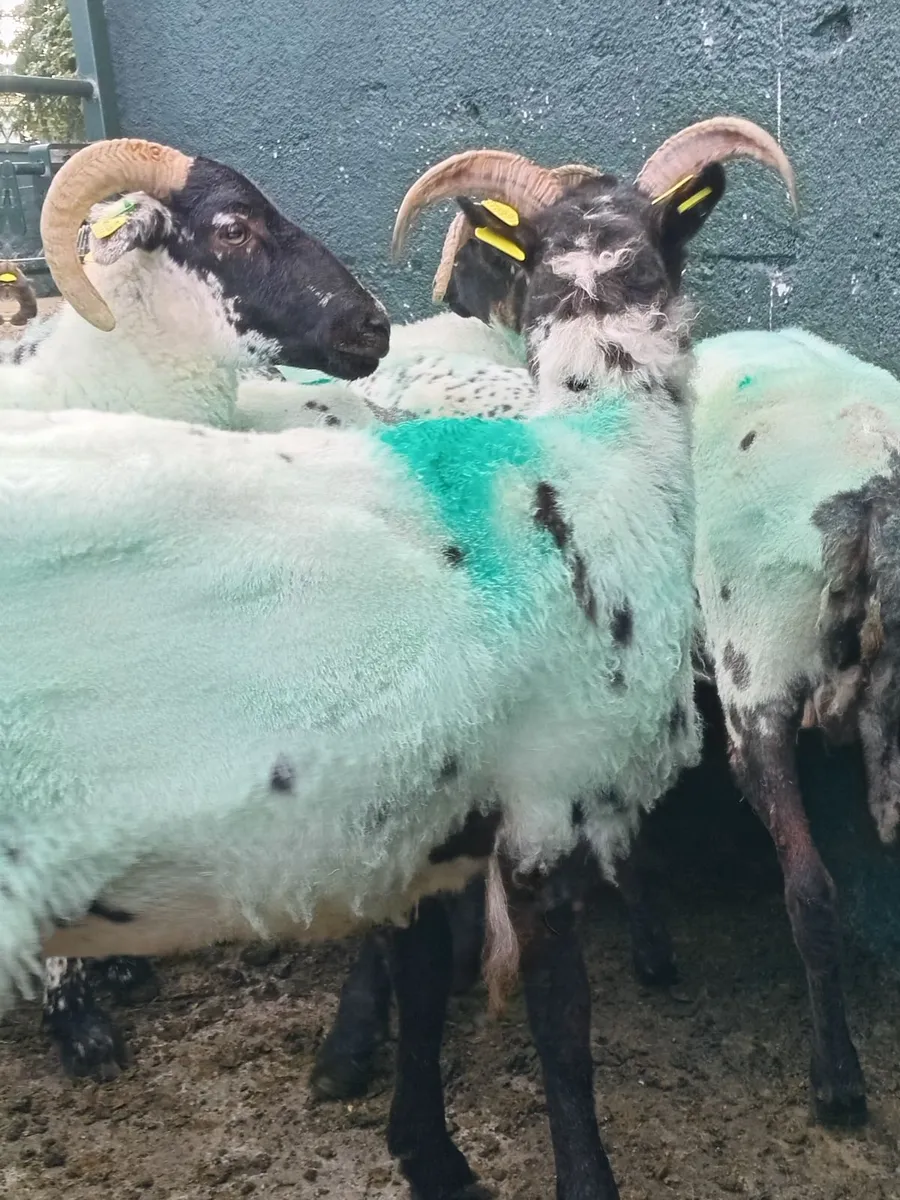 Ewe Hoggs - Image 1