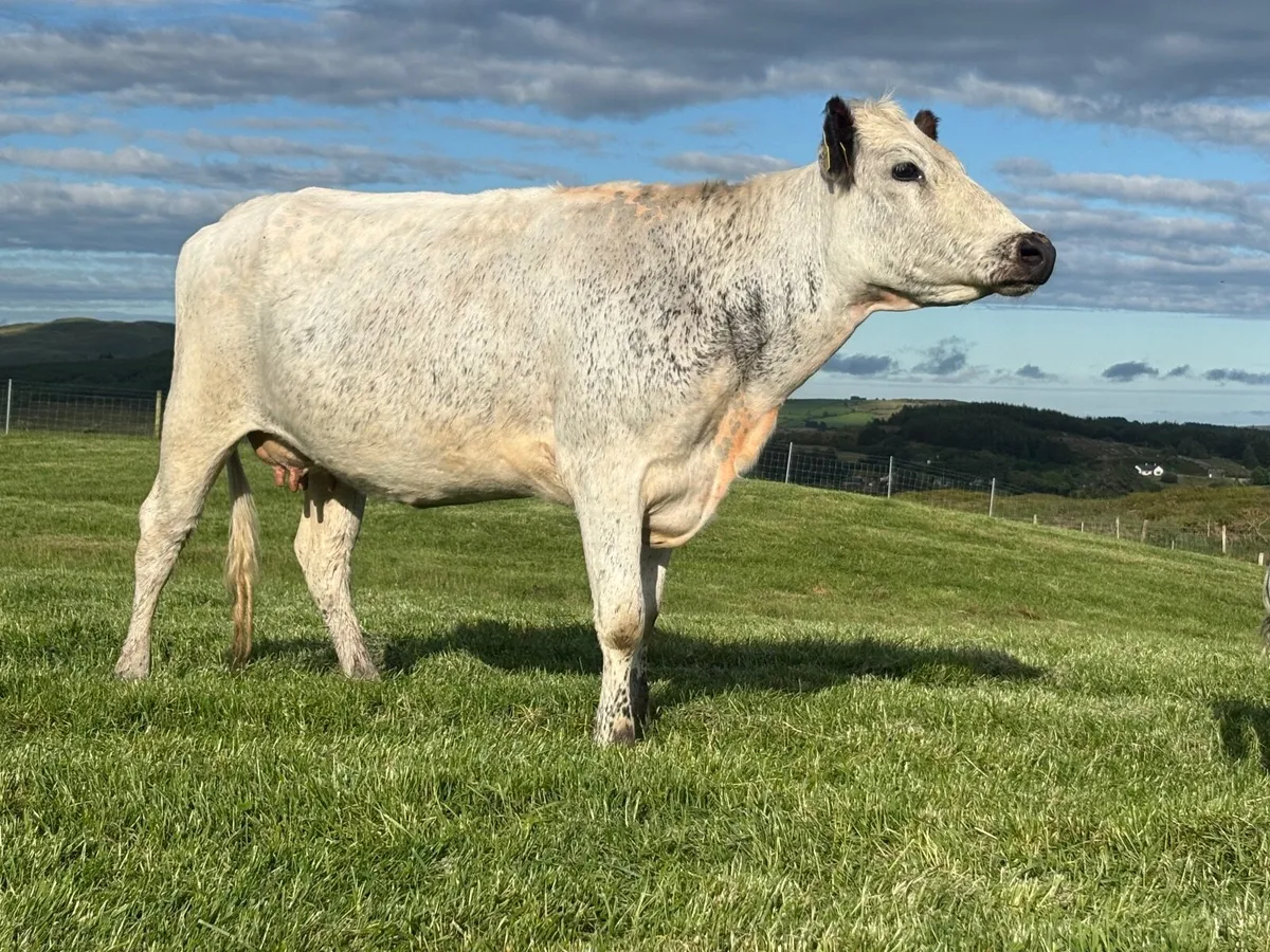 Droimeann cow - Image 2