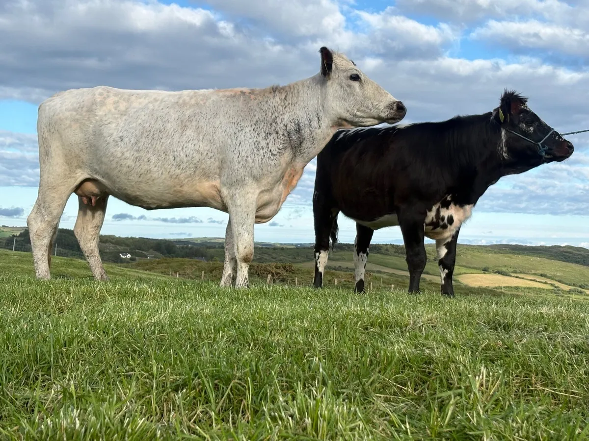 Droimeann cow - Image 3